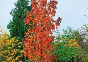 Liquidambar Styraciflua Slender Silhouette Liquidambar Styraciflua 39 Slender Silhouette 39 Amberbaum