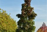 Liquidambar Styraciflua Slender Silhouette Liquidambar Styraciflua 39 Slender Silhouette 39 Van Den