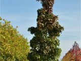 Liquidambar Styraciflua Slender Silhouette Liquidambar Styraciflua 39 Slender Silhouette 39 Van Den