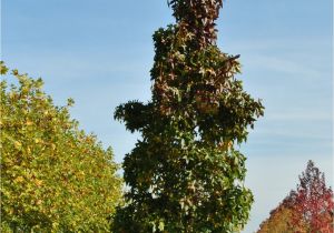 Liquidambar Styraciflua Slender Silhouette Liquidambar Styraciflua 39 Slender Silhouette 39 Van Den