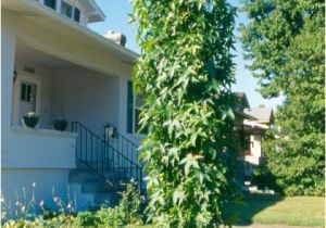 Liquidambar Styraciflua Slender Silhouette Liquidambar Styraciflua Plantas2