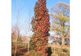 Liquidambar Styraciflua Slender Silhouette Liquidambar Styraciflua Slender Silhouette Sweet Gum