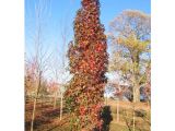 Liquidambar Styraciflua Slender Silhouette Liquidambar Styraciflua Slender Silhouette Sweet Gum