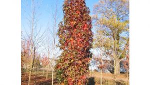 Liquidambar Styraciflua Slender Silhouette Liquidambar Styraciflua Slender Silhouette Sweet Gum