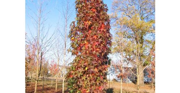 Liquidambar Styraciflua Slender Silhouette Liquidambar Styraciflua Slender Silhouette Sweet Gum