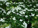 Little Poncho Dwarf Dogwood 12 Species Of Dogwood Trees Shrubs and Subshrubs