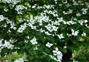 Little Poncho Dwarf Dogwood 12 Species Of Dogwood Trees Shrubs and Subshrubs