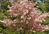 Little Poncho Dwarf Dogwood 6 Best Dogwood Tree Varieties Plant A Tree Pinterest Dogwood