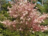 Little Poncho Dwarf Dogwood 6 Best Dogwood Tree Varieties Plant A Tree Pinterest Dogwood