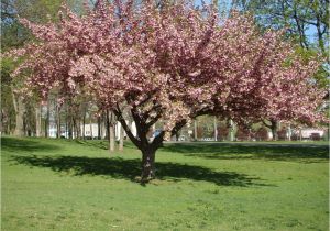 Little Poncho Dwarf Dogwood Dogwood Tree Facts Everything You Need to Know