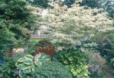 Little Poncho Dwarf Dogwood Five Dogwoods that Deliver Stunning Blooms oregonlive Com