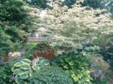 Little Poncho Dwarf Dogwood Five Dogwoods that Deliver Stunning Blooms oregonlive Com