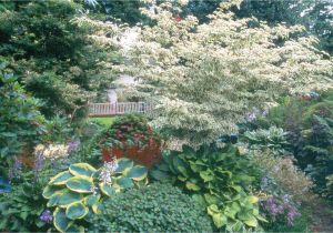 Little Poncho Dwarf Dogwood Five Dogwoods that Deliver Stunning Blooms oregonlive Com