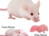 Live Feeder Mice for Sale Free Shipping Feeder Mice Quot Pocket Pets Quot 4 Sale