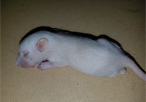 Live Feeder Mice for Sale Free Shipping Frozen Rat Pups Frozen Rats Frozen Rats for Sale