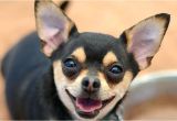 Low Cost Pet Euthanasia Houston Low Cost Pet Euthanasia Houston Dannyobrienqb Com