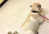 Low Cost Pet Euthanasia Houston Low Cost Pet Euthanasia Houston Dannyobrienqb Com