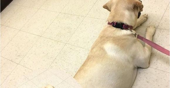 Low Cost Pet Euthanasia Houston Low Cost Pet Euthanasia Houston Dannyobrienqb Com