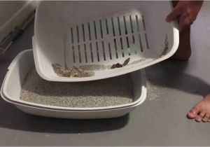 Luuup Litter Box Reviews Luuup Litter Box Review Youtube