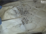 Mattress Recycling San Jose Large Bed Bug Infestation Adult Bed Bugs On Mattress Bed Bug Fecal