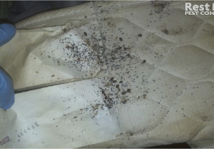 Mattress Recycling San Jose Large Bed Bug Infestation Adult Bed Bugs On Mattress Bed Bug Fecal