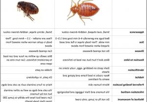 Mattress Usa Dothan Al Bed Bugs Vs Fleas Table Fleas In Mattress 3 Riasztoszerelo Com