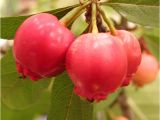 Mayhaw Berries for Sale Growing Affinity for the Mayhaw the Examiner