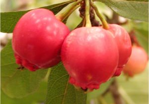 Mayhaw Berries for Sale Growing Affinity for the Mayhaw the Examiner