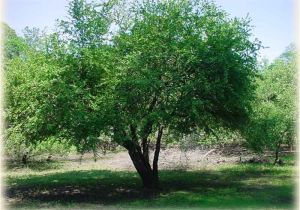 Mayhaw Berries for Sale Mayhaw Berry Tree at Golden Acres Ranch Golden Acres Ranch