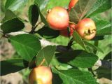 Mayhaw Berries for Sale Mayhaw Var 39 Reliable 39 From Justfruitsandexotics Dot Com
