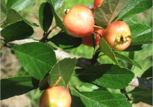 Mayhaw Berries for Sale Mayhaw Var 39 Reliable 39 From Justfruitsandexotics Dot Com