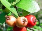 Mayhaw Berries for Sale What 39 S Happening with the Mayhaws Golden Acres Ranch