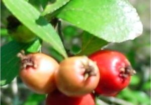 Mayhaw Berries for Sale What 39 S Happening with the Mayhaws Golden Acres Ranch