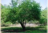 Mayhaw Trees for Sale Mayhaw Berry Tree at Golden Acres Ranch Golden Acres Ranch