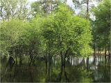 Mayhaw Trees for Sale Mayhaw Berry Trees for Sale Golden Acres Ranch