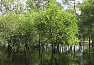 Mayhaw Trees for Sale Mayhaw Berry Trees for Sale Golden Acres Ranch