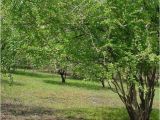 Mayhaw Trees for Sale the Drought and the Mayhaw Berries Golden Acres Ranch