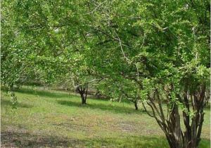 Mayhaw Trees for Sale the Drought and the Mayhaw Berries Golden Acres Ranch