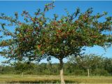 Mayhaw Trees for Sale Two Men and A Little Farm Black Friday Mayhaw Trees