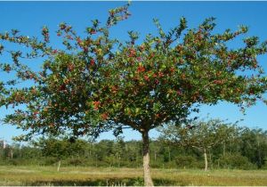 Mayhaw Trees for Sale Two Men and A Little Farm Black Friday Mayhaw Trees