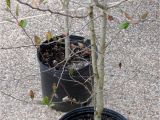 Mayhaw Trees for Sale Two Men and A Little Farm Black Friday Mayhaw Trees