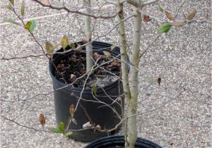 Mayhaw Trees for Sale Two Men and A Little Farm Black Friday Mayhaw Trees