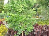 Mcminnville Tn Nurseries Retail Local Nurseries Plants Trees wholesale thenurseries