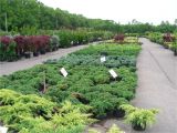 Mcminnville Tn Nurseries Retail Local Nurseries Plants Trees wholesale thenurseries