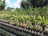 Mcminnville Tn Nurseries Retail Plant Nursery wholesale thenurseries