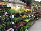 Mcminnville Tn Nurseries Retail Plant Nursery wholesale thenurseries