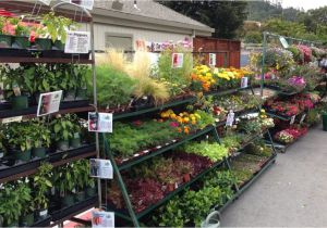 Mcminnville Tn Nurseries Retail Plant Nursery wholesale thenurseries