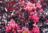 Midnight Magic Crape Myrtle Crape Myrtle Midnight Magica Woodies Johnson Nursery