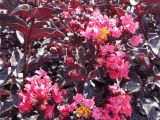 Midnight Magic Crape Myrtle Crape Myrtle Midnight Magica Woodies Johnson Nursery