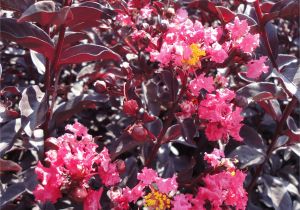 Midnight Magic Crape Myrtle Crape Myrtle Midnight Magica Woodies Johnson Nursery